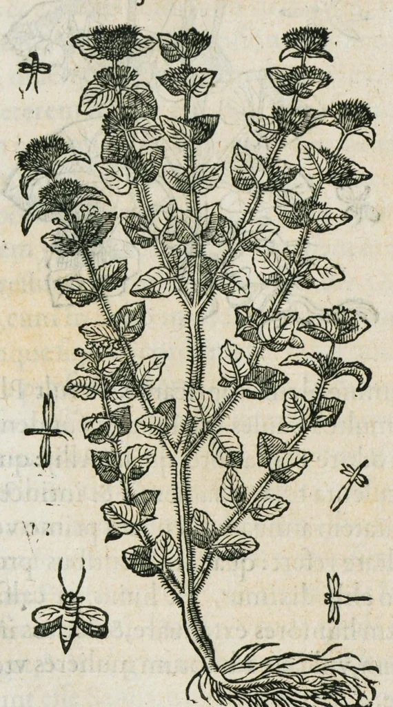 An illustration from Historia generalis plantarum : in libros XVIII per certas classes artificiose digesta, Haec plusquam mille imaginibus plantarum locupletior superioribus, omnes propemodum quae ab antiquis scriptoribus, Graecis, Latinis, Arabibus, nominantur: necnon eas quae in orientis atque Occidentis partibus, ante seculum nostrum incognitis, repertae fuerunt, tibi exhibet ; habes etiam earundem plantarum peculiaria diversis nationibus nomina: habes amplas descriptiones, è quibus singularum genus, formam, ubi crescant et quo tempore vigeant, natiorum temperamentum, vires denique in Medicina proprias cognosces., 1587, leaf 928