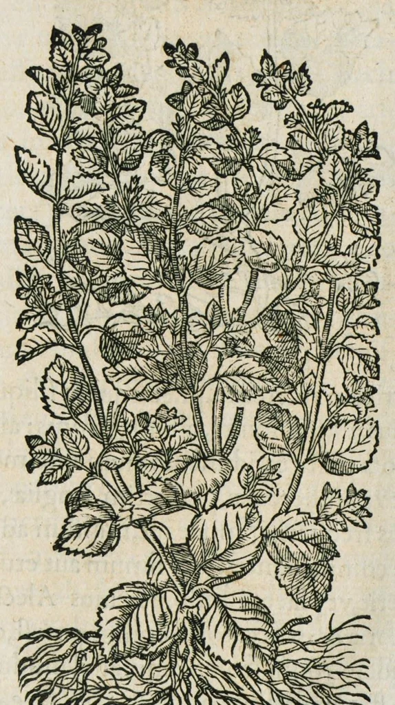 An illustration from Historia generalis plantarum : in libros XVIII per certas classes artificiose digesta, Haec plusquam mille imaginibus plantarum locupletior superioribus, omnes propemodum quae ab antiquis scriptoribus, Graecis, Latinis, Arabibus, nominantur: necnon eas quae in orientis atque Occidentis partibus, ante seculum nostrum incognitis, repertae fuerunt, tibi exhibet ; habes etiam earundem plantarum peculiaria diversis nationibus nomina: habes amplas descriptiones, è quibus singularum genus, formam, ubi crescant et quo tempore vigeant, natiorum temperamentum, vires denique in Medicina proprias cognosces., 1587, leaf 928