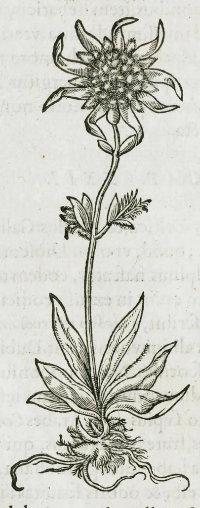 An illustration from Historia generalis plantarum : in libros XVIII per certas classes artificiose digesta, Haec plusquam mille imaginibus plantarum locupletior superioribus, omnes propemodum quae ab antiquis scriptoribus, Graecis, Latinis, Arabibus, nominantur: necnon eas quae in orientis atque Occidentis partibus, ante seculum nostrum incognitis, repertae fuerunt, tibi exhibet ; habes etiam earundem plantarum peculiaria diversis nationibus nomina: habes amplas descriptiones, è quibus singularum genus, formam, ubi crescant et quo tempore vigeant, natiorum temperamentum, vires denique in Medicina proprias cognosces., 1587, leaf 940