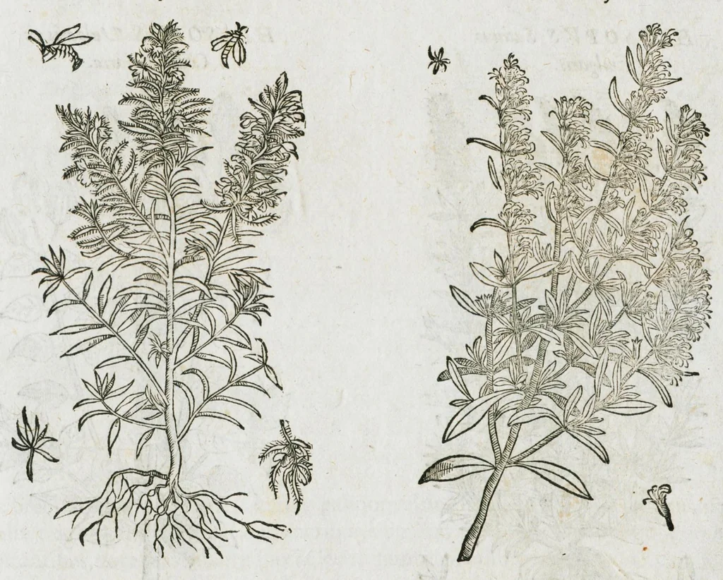 An illustration from Historia generalis plantarum : in libros XVIII per certas classes artificiose digesta, Haec plusquam mille imaginibus plantarum locupletior superioribus, omnes propemodum quae ab antiquis scriptoribus, Graecis, Latinis, Arabibus, nominantur: necnon eas quae in orientis atque Occidentis partibus, ante seculum nostrum incognitis, repertae fuerunt, tibi exhibet ; habes etiam earundem plantarum peculiaria diversis nationibus nomina: habes amplas descriptiones, è quibus singularum genus, formam, ubi crescant et quo tempore vigeant, natiorum temperamentum, vires denique in Medicina proprias cognosces., 1587, leaf 950