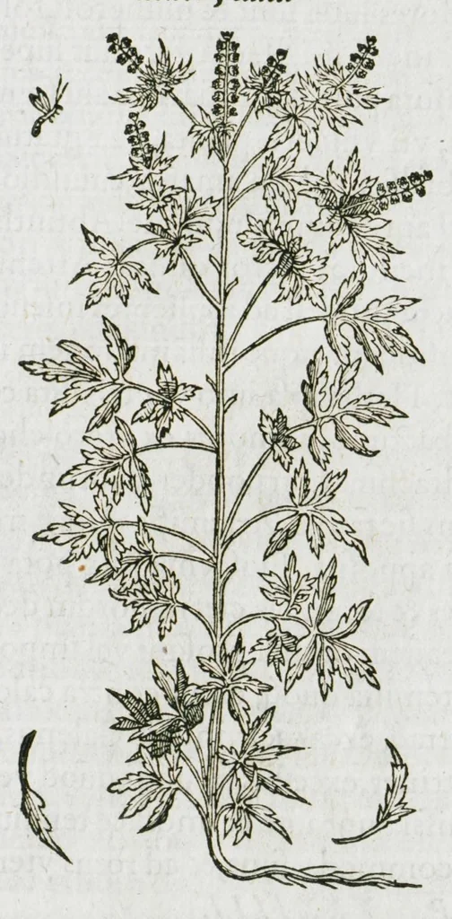 An illustration from Historia generalis plantarum : in libros XVIII per certas classes artificiose digesta, Haec plusquam mille imaginibus plantarum locupletior superioribus, omnes propemodum quae ab antiquis scriptoribus, Graecis, Latinis, Arabibus, nominantur: necnon eas quae in orientis atque Occidentis partibus, ante seculum nostrum incognitis, repertae fuerunt, tibi exhibet ; habes etiam earundem plantarum peculiaria diversis nationibus nomina: habes amplas descriptiones, è quibus singularum genus, formam, ubi crescant et quo tempore vigeant, natiorum temperamentum, vires denique in Medicina proprias cognosces., 1587, leaf 967