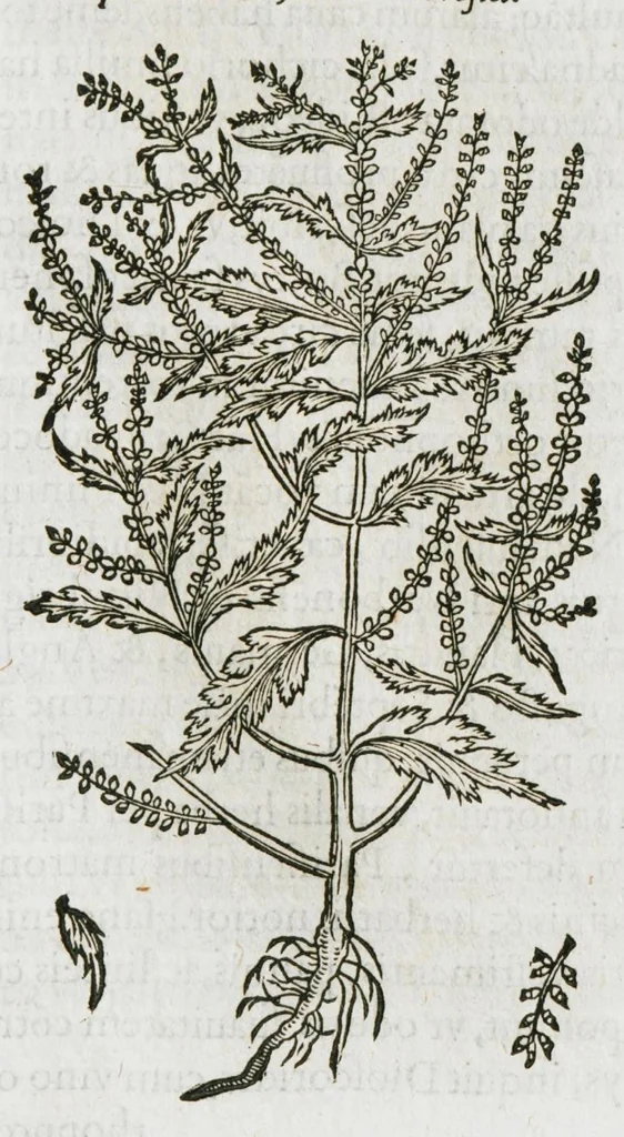 An illustration from Historia generalis plantarum : in libros XVIII per certas classes artificiose digesta, Haec plusquam mille imaginibus plantarum locupletior superioribus, omnes propemodum quae ab antiquis scriptoribus, Graecis, Latinis, Arabibus, nominantur: necnon eas quae in orientis atque Occidentis partibus, ante seculum nostrum incognitis, repertae fuerunt, tibi exhibet ; habes etiam earundem plantarum peculiaria diversis nationibus nomina: habes amplas descriptiones, è quibus singularum genus, formam, ubi crescant et quo tempore vigeant, natiorum temperamentum, vires denique in Medicina proprias cognosces., 1587, leaf 967