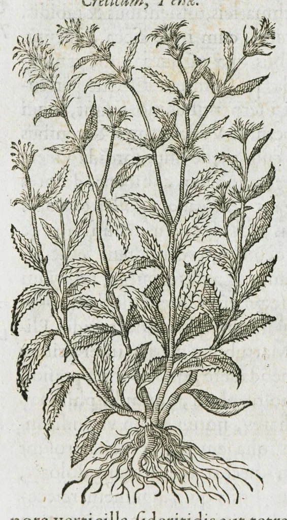 An illustration from Historia generalis plantarum : in libros XVIII per certas classes artificiose digesta, Haec plusquam mille imaginibus plantarum locupletior superioribus, omnes propemodum quae ab antiquis scriptoribus, Graecis, Latinis, Arabibus, nominantur: necnon eas quae in orientis atque Occidentis partibus, ante seculum nostrum incognitis, repertae fuerunt, tibi exhibet ; habes etiam earundem plantarum peculiaria diversis nationibus nomina: habes amplas descriptiones, è quibus singularum genus, formam, ubi crescant et quo tempore vigeant, natiorum temperamentum, vires denique in Medicina proprias cognosces., 1587, leaf 978