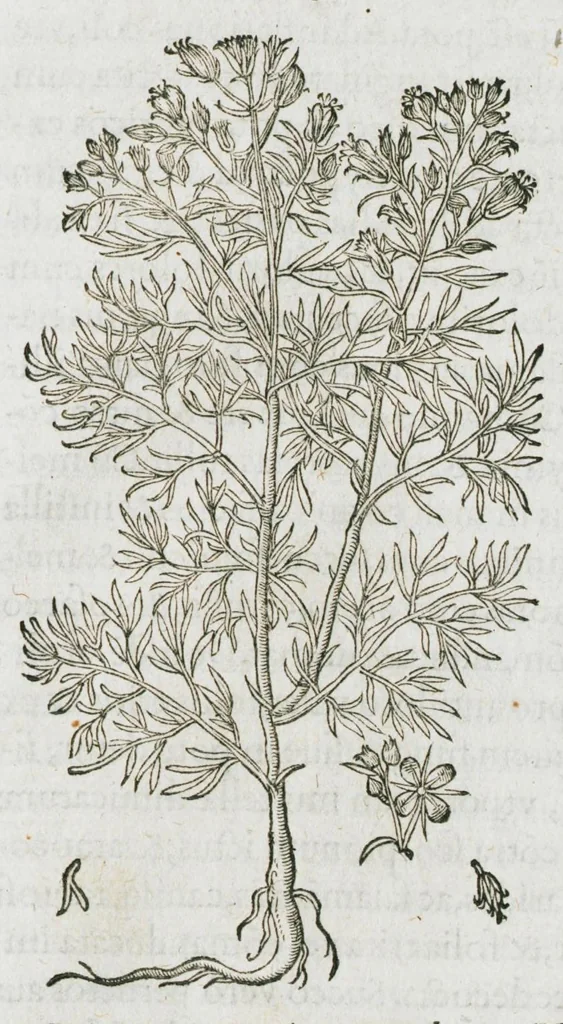 An illustration from Historia generalis plantarum : in libros XVIII per certas classes artificiose digesta, Haec plusquam mille imaginibus plantarum locupletior superioribus, omnes propemodum quae ab antiquis scriptoribus, Graecis, Latinis, Arabibus, nominantur: necnon eas quae in orientis atque Occidentis partibus, ante seculum nostrum incognitis, repertae fuerunt, tibi exhibet ; habes etiam earundem plantarum peculiaria diversis nationibus nomina: habes amplas descriptiones, è quibus singularum genus, formam, ubi crescant et quo tempore vigeant, natiorum temperamentum, vires denique in Medicina proprias cognosces., 1587, leaf 989