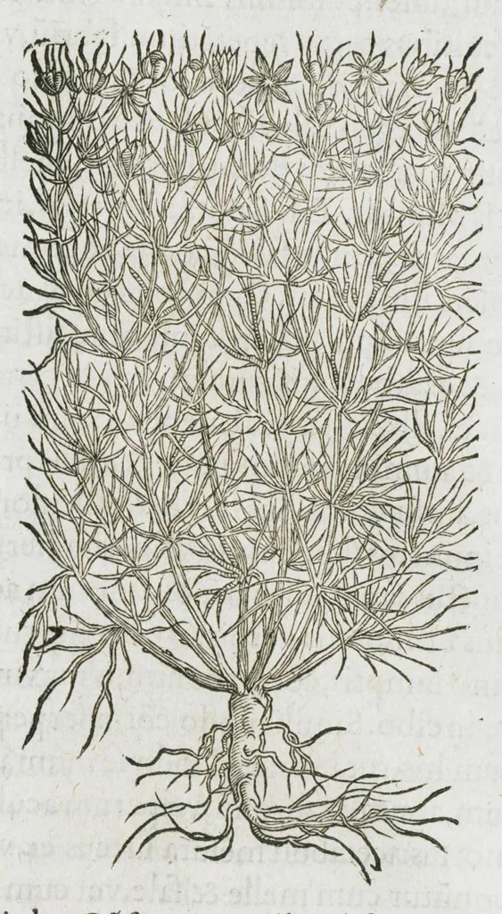 An illustration from Historia generalis plantarum : in libros XVIII per certas classes artificiose digesta, Haec plusquam mille imaginibus plantarum locupletior superioribus, omnes propemodum quae ab antiquis scriptoribus, Graecis, Latinis, Arabibus, nominantur: necnon eas quae in orientis atque Occidentis partibus, ante seculum nostrum incognitis, repertae fuerunt, tibi exhibet ; habes etiam earundem plantarum peculiaria diversis nationibus nomina: habes amplas descriptiones, è quibus singularum genus, formam, ubi crescant et quo tempore vigeant, natiorum temperamentum, vires denique in Medicina proprias cognosces., 1587, leaf 989