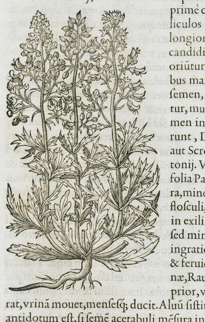 An illustration from Historia generalis plantarum : in libros XVIII per certas classes artificiose digesta, Haec plusquam mille imaginibus plantarum locupletior superioribus, omnes propemodum quae ab antiquis scriptoribus, Graecis, Latinis, Arabibus, nominantur: necnon eas quae in orientis atque Occidentis partibus, ante seculum nostrum incognitis, repertae fuerunt, tibi exhibet ; habes etiam earundem plantarum peculiaria diversis nationibus nomina: habes amplas descriptiones, è quibus singularum genus, formam, ubi crescant et quo tempore vigeant, natiorum temperamentum, vires denique in Medicina proprias cognosces., 1587, leaf 989