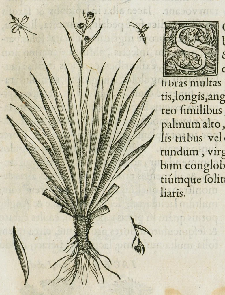 An illustration from Historia generalis plantarum : in libros XVIII per certas classes artificiose digesta, Haec plusquam mille imaginibus plantarum locupletior superioribus, omnes propemodum quae ab antiquis scriptoribus, Graecis, Latinis, Arabibus, nominantur: necnon eas quae in orientis atque Occidentis partibus, ante seculum nostrum incognitis, repertae fuerunt, tibi exhibet ; habes etiam earundem plantarum peculiaria diversis nationibus nomina: habes amplas descriptiones, è quibus singularum genus, formam, ubi crescant et quo tempore vigeant, natiorum temperamentum, vires denique in Medicina proprias cognosces., 1586, leaf 101