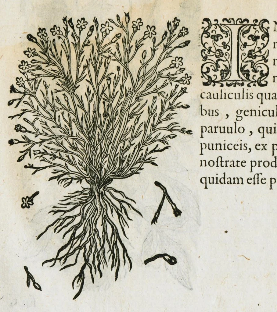 An illustration from Historia generalis plantarum : in libros XVIII per certas classes artificiose digesta, Haec plusquam mille imaginibus plantarum locupletior superioribus, omnes propemodum quae ab antiquis scriptoribus, Graecis, Latinis, Arabibus, nominantur: necnon eas quae in orientis atque Occidentis partibus, ante seculum nostrum incognitis, repertae fuerunt, tibi exhibet ; habes etiam earundem plantarum peculiaria diversis nationibus nomina: habes amplas descriptiones, è quibus singularum genus, formam, ubi crescant et quo tempore vigeant, natiorum temperamentum, vires denique in Medicina proprias cognosces., 1586, leaf 101