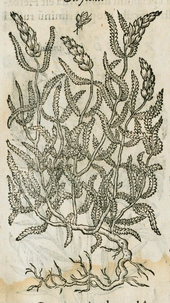 An illustration from Historia generalis plantarum : in libros XVIII per certas classes artificiose digesta, Haec plusquam mille imaginibus plantarum locupletior superioribus, omnes propemodum quae ab antiquis scriptoribus, Graecis, Latinis, Arabibus, nominantur: necnon eas quae in orientis atque Occidentis partibus, ante seculum nostrum incognitis, repertae fuerunt, tibi exhibet ; habes etiam earundem plantarum peculiaria diversis nationibus nomina: habes amplas descriptiones, è quibus singularum genus, formam, ubi crescant et quo tempore vigeant, natiorum temperamentum, vires denique in Medicina proprias cognosces., 1586, leaf 110