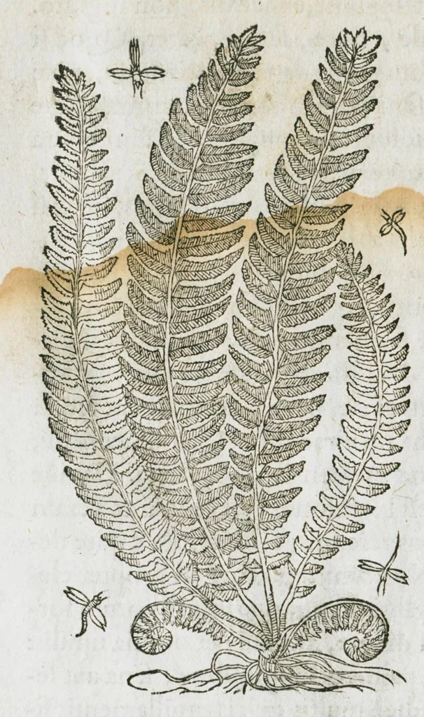 An illustration from Historia generalis plantarum : in libros XVIII per certas classes artificiose digesta, Haec plusquam mille imaginibus plantarum locupletior superioribus, omnes propemodum quae ab antiquis scriptoribus, Graecis, Latinis, Arabibus, nominantur: necnon eas quae in orientis atque Occidentis partibus, ante seculum nostrum incognitis, repertae fuerunt, tibi exhibet ; habes etiam earundem plantarum peculiaria diversis nationibus nomina: habes amplas descriptiones, è quibus singularum genus, formam, ubi crescant et quo tempore vigeant, natiorum temperamentum, vires denique in Medicina proprias cognosces., 1586, leaf 130
