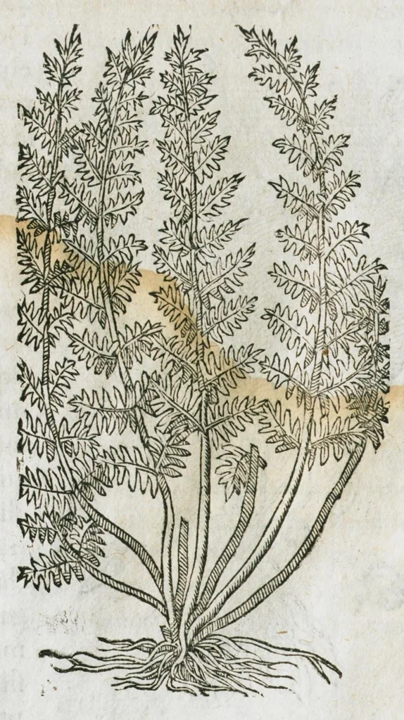 An illustration from Historia generalis plantarum : in libros XVIII per certas classes artificiose digesta, Haec plusquam mille imaginibus plantarum locupletior superioribus, omnes propemodum quae ab antiquis scriptoribus, Graecis, Latinis, Arabibus, nominantur: necnon eas quae in orientis atque Occidentis partibus, ante seculum nostrum incognitis, repertae fuerunt, tibi exhibet ; habes etiam earundem plantarum peculiaria diversis nationibus nomina: habes amplas descriptiones, è quibus singularum genus, formam, ubi crescant et quo tempore vigeant, natiorum temperamentum, vires denique in Medicina proprias cognosces., 1586, leaf 130