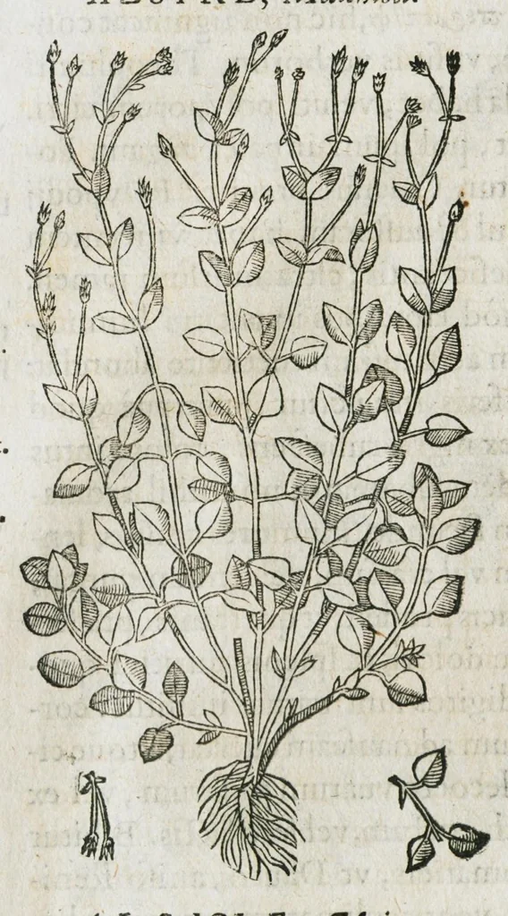 An illustration from Historia generalis plantarum : in libros XVIII per certas classes artificiose digesta, Haec plusquam mille imaginibus plantarum locupletior superioribus, omnes propemodum quae ab antiquis scriptoribus, Graecis, Latinis, Arabibus, nominantur: necnon eas quae in orientis atque Occidentis partibus, ante seculum nostrum incognitis, repertae fuerunt, tibi exhibet ; habes etiam earundem plantarum peculiaria diversis nationibus nomina: habes amplas descriptiones, è quibus singularum genus, formam, ubi crescant et quo tempore vigeant, natiorum temperamentum, vires denique in Medicina proprias cognosces., 1586, leaf 142