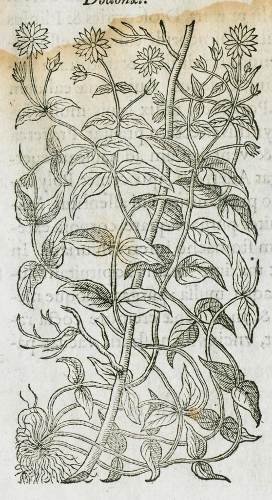 An illustration from Historia generalis plantarum : in libros XVIII per certas classes artificiose digesta, Haec plusquam mille imaginibus plantarum locupletior superioribus, omnes propemodum quae ab antiquis scriptoribus, Graecis, Latinis, Arabibus, nominantur: necnon eas quae in orientis atque Occidentis partibus, ante seculum nostrum incognitis, repertae fuerunt, tibi exhibet ; habes etiam earundem plantarum peculiaria diversis nationibus nomina: habes amplas descriptiones, è quibus singularum genus, formam, ubi crescant et quo tempore vigeant, natiorum temperamentum, vires denique in Medicina proprias cognosces., 1586, leaf 142