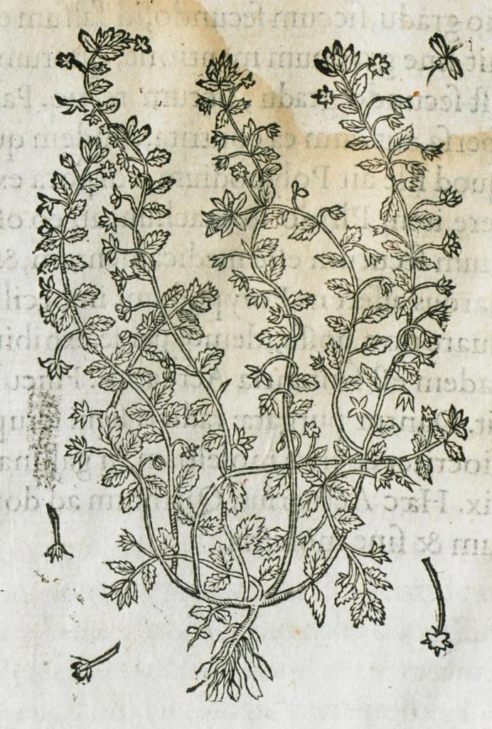 An illustration from Historia generalis plantarum : in libros XVIII per certas classes artificiose digesta, Haec plusquam mille imaginibus plantarum locupletior superioribus, omnes propemodum quae ab antiquis scriptoribus, Graecis, Latinis, Arabibus, nominantur: necnon eas quae in orientis atque Occidentis partibus, ante seculum nostrum incognitis, repertae fuerunt, tibi exhibet ; habes etiam earundem plantarum peculiaria diversis nationibus nomina: habes amplas descriptiones, è quibus singularum genus, formam, ubi crescant et quo tempore vigeant, natiorum temperamentum, vires denique in Medicina proprias cognosces., 1586, leaf 142