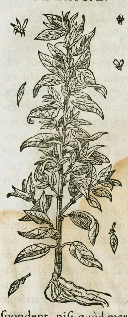 An illustration from Historia generalis plantarum : in libros XVIII per certas classes artificiose digesta, Haec plusquam mille imaginibus plantarum locupletior superioribus, omnes propemodum quae ab antiquis scriptoribus, Graecis, Latinis, Arabibus, nominantur: necnon eas quae in orientis atque Occidentis partibus, ante seculum nostrum incognitis, repertae fuerunt, tibi exhibet ; habes etiam earundem plantarum peculiaria diversis nationibus nomina: habes amplas descriptiones, è quibus singularum genus, formam, ubi crescant et quo tempore vigeant, natiorum temperamentum, vires denique in Medicina proprias cognosces., 1586, leaf 151
