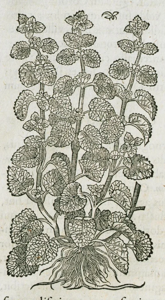 An illustration from Historia generalis plantarum : in libros XVIII per certas classes artificiose digesta, Haec plusquam mille imaginibus plantarum locupletior superioribus, omnes propemodum quae ab antiquis scriptoribus, Graecis, Latinis, Arabibus, nominantur: necnon eas quae in orientis atque Occidentis partibus, ante seculum nostrum incognitis, repertae fuerunt, tibi exhibet ; habes etiam earundem plantarum peculiaria diversis nationibus nomina: habes amplas descriptiones, è quibus singularum genus, formam, ubi crescant et quo tempore vigeant, natiorum temperamentum, vires denique in Medicina proprias cognosces., 1586, leaf 163