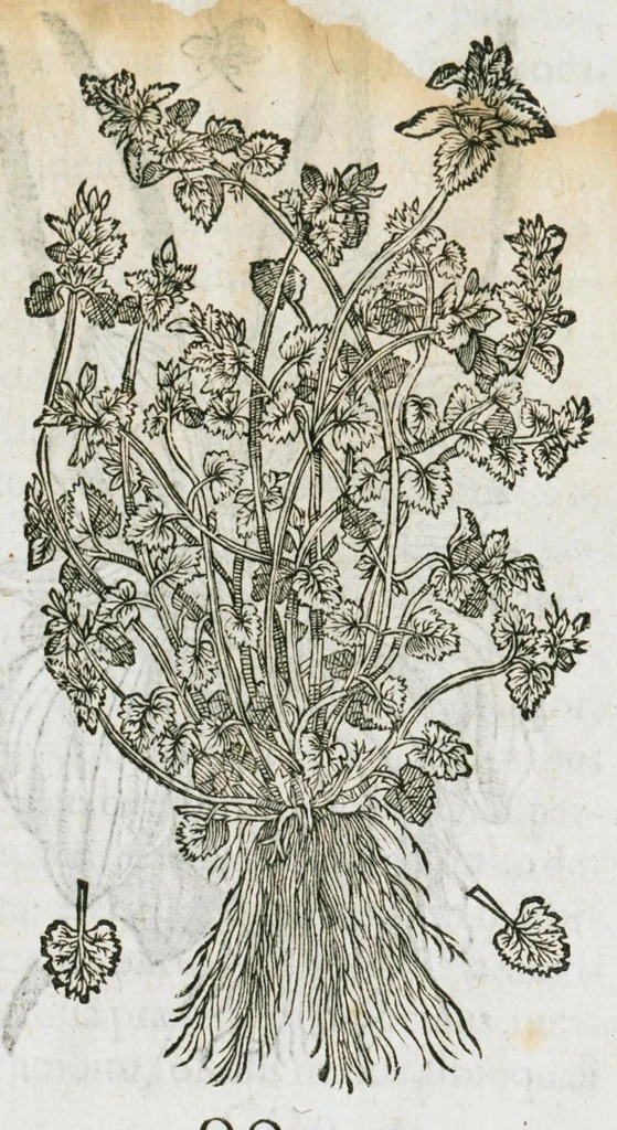An illustration from Historia generalis plantarum : in libros XVIII per certas classes artificiose digesta, Haec plusquam mille imaginibus plantarum locupletior superioribus, omnes propemodum quae ab antiquis scriptoribus, Graecis, Latinis, Arabibus, nominantur: necnon eas quae in orientis atque Occidentis partibus, ante seculum nostrum incognitis, repertae fuerunt, tibi exhibet ; habes etiam earundem plantarum peculiaria diversis nationibus nomina: habes amplas descriptiones, è quibus singularum genus, formam, ubi crescant et quo tempore vigeant, natiorum temperamentum, vires denique in Medicina proprias cognosces., 1586, leaf 163