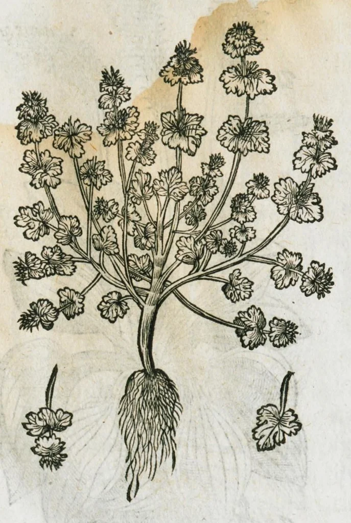 An illustration from Historia generalis plantarum : in libros XVIII per certas classes artificiose digesta, Haec plusquam mille imaginibus plantarum locupletior superioribus, omnes propemodum quae ab antiquis scriptoribus, Graecis, Latinis, Arabibus, nominantur: necnon eas quae in orientis atque Occidentis partibus, ante seculum nostrum incognitis, repertae fuerunt, tibi exhibet ; habes etiam earundem plantarum peculiaria diversis nationibus nomina: habes amplas descriptiones, è quibus singularum genus, formam, ubi crescant et quo tempore vigeant, natiorum temperamentum, vires denique in Medicina proprias cognosces., 1586, leaf 163