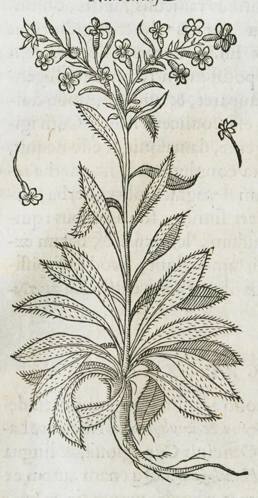 An illustration from Historia generalis plantarum : in libros XVIII per certas classes artificiose digesta, Haec plusquam mille imaginibus plantarum locupletior superioribus, omnes propemodum quae ab antiquis scriptoribus, Graecis, Latinis, Arabibus, nominantur: necnon eas quae in orientis atque Occidentis partibus, ante seculum nostrum incognitis, repertae fuerunt, tibi exhibet ; habes etiam earundem plantarum peculiaria diversis nationibus nomina: habes amplas descriptiones, è quibus singularum genus, formam, ubi crescant et quo tempore vigeant, natiorum temperamentum, vires denique in Medicina proprias cognosces., 1586, leaf 172