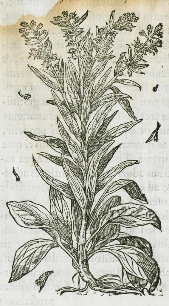 An illustration from Historia generalis plantarum : in libros XVIII per certas classes artificiose digesta, Haec plusquam mille imaginibus plantarum locupletior superioribus, omnes propemodum quae ab antiquis scriptoribus, Graecis, Latinis, Arabibus, nominantur: necnon eas quae in orientis atque Occidentis partibus, ante seculum nostrum incognitis, repertae fuerunt, tibi exhibet ; habes etiam earundem plantarum peculiaria diversis nationibus nomina: habes amplas descriptiones, è quibus singularum genus, formam, ubi crescant et quo tempore vigeant, natiorum temperamentum, vires denique in Medicina proprias cognosces., 1586, leaf 172