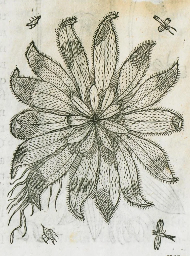 An illustration from Historia generalis plantarum : in libros XVIII per certas classes artificiose digesta, Haec plusquam mille imaginibus plantarum locupletior superioribus, omnes propemodum quae ab antiquis scriptoribus, Graecis, Latinis, Arabibus, nominantur: necnon eas quae in orientis atque Occidentis partibus, ante seculum nostrum incognitis, repertae fuerunt, tibi exhibet ; habes etiam earundem plantarum peculiaria diversis nationibus nomina: habes amplas descriptiones, è quibus singularum genus, formam, ubi crescant et quo tempore vigeant, natiorum temperamentum, vires denique in Medicina proprias cognosces., 1586, leaf 172