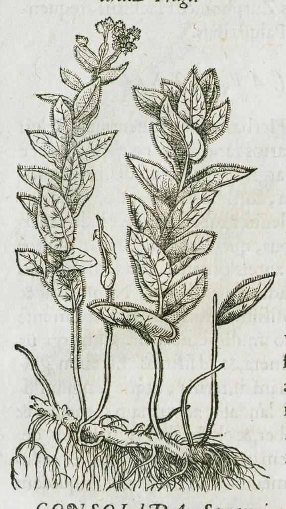 An illustration from Historia generalis plantarum : in libros XVIII per certas classes artificiose digesta, Haec plusquam mille imaginibus plantarum locupletior superioribus, omnes propemodum quae ab antiquis scriptoribus, Graecis, Latinis, Arabibus, nominantur: necnon eas quae in orientis atque Occidentis partibus, ante seculum nostrum incognitis, repertae fuerunt, tibi exhibet ; habes etiam earundem plantarum peculiaria diversis nationibus nomina: habes amplas descriptiones, è quibus singularum genus, formam, ubi crescant et quo tempore vigeant, natiorum temperamentum, vires denique in Medicina proprias cognosces., 1586, leaf 181