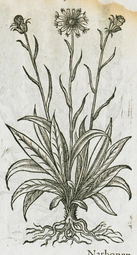 An illustration from Historia generalis plantarum : in libros XVIII per certas classes artificiose digesta, Haec plusquam mille imaginibus plantarum locupletior superioribus, omnes propemodum quae ab antiquis scriptoribus, Graecis, Latinis, Arabibus, nominantur: necnon eas quae in orientis atque Occidentis partibus, ante seculum nostrum incognitis, repertae fuerunt, tibi exhibet ; habes etiam earundem plantarum peculiaria diversis nationibus nomina: habes amplas descriptiones, è quibus singularum genus, formam, ubi crescant et quo tempore vigeant, natiorum temperamentum, vires denique in Medicina proprias cognosces., 1586, leaf 181