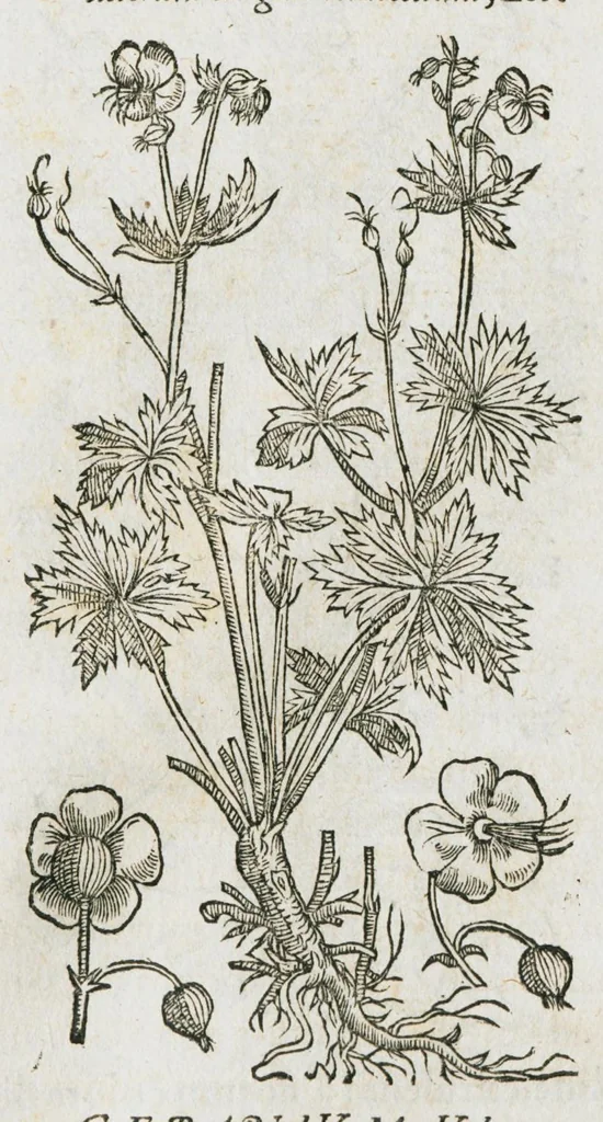 An illustration from Historia generalis plantarum : in libros XVIII per certas classes artificiose digesta, Haec plusquam mille imaginibus plantarum locupletior superioribus, omnes propemodum quae ab antiquis scriptoribus, Graecis, Latinis, Arabibus, nominantur: necnon eas quae in orientis atque Occidentis partibus, ante seculum nostrum incognitis, repertae fuerunt, tibi exhibet ; habes etiam earundem plantarum peculiaria diversis nationibus nomina: habes amplas descriptiones, è quibus singularum genus, formam, ubi crescant et quo tempore vigeant, natiorum temperamentum, vires denique in Medicina proprias cognosces., 1586, leaf 190
