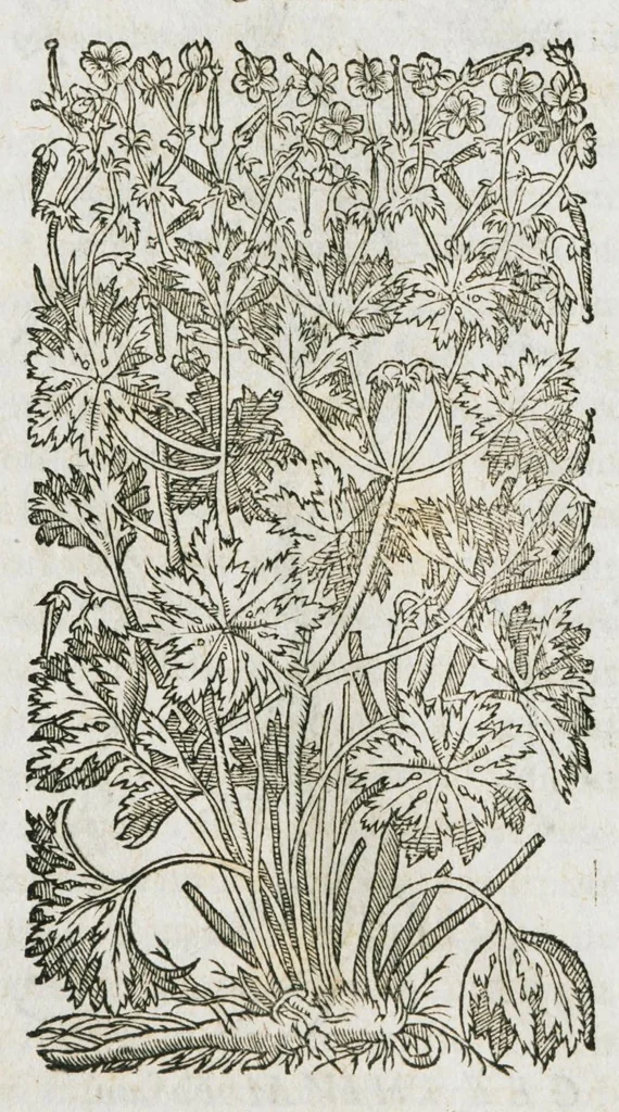 An illustration from Historia generalis plantarum : in libros XVIII per certas classes artificiose digesta, Haec plusquam mille imaginibus plantarum locupletior superioribus, omnes propemodum quae ab antiquis scriptoribus, Graecis, Latinis, Arabibus, nominantur: necnon eas quae in orientis atque Occidentis partibus, ante seculum nostrum incognitis, repertae fuerunt, tibi exhibet ; habes etiam earundem plantarum peculiaria diversis nationibus nomina: habes amplas descriptiones, è quibus singularum genus, formam, ubi crescant et quo tempore vigeant, natiorum temperamentum, vires denique in Medicina proprias cognosces., 1586, leaf 190