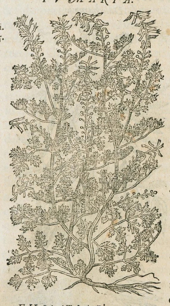 An illustration from Historia generalis plantarum : in libros XVIII per certas classes artificiose digesta, Haec plusquam mille imaginibus plantarum locupletior superioribus, omnes propemodum quae ab antiquis scriptoribus, Graecis, Latinis, Arabibus, nominantur: necnon eas quae in orientis atque Occidentis partibus, ante seculum nostrum incognitis, repertae fuerunt, tibi exhibet ; habes etiam earundem plantarum peculiaria diversis nationibus nomina: habes amplas descriptiones, è quibus singularum genus, formam, ubi crescant et quo tempore vigeant, natiorum temperamentum, vires denique in Medicina proprias cognosces., 1586, leaf 202