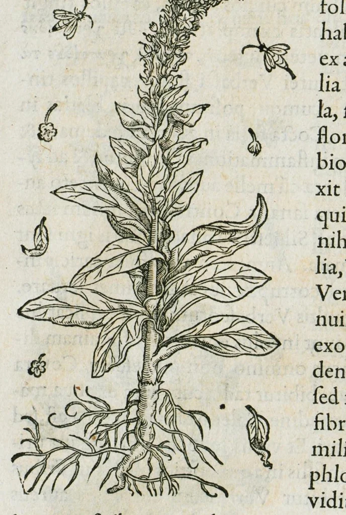 An illustration from Historia generalis plantarum : in libros XVIII per certas classes artificiose digesta, Haec plusquam mille imaginibus plantarum locupletior superioribus, omnes propemodum quae ab antiquis scriptoribus, Graecis, Latinis, Arabibus, nominantur: necnon eas quae in orientis atque Occidentis partibus, ante seculum nostrum incognitis, repertae fuerunt, tibi exhibet ; habes etiam earundem plantarum peculiaria diversis nationibus nomina: habes amplas descriptiones, è quibus singularum genus, formam, ubi crescant et quo tempore vigeant, natiorum temperamentum, vires denique in Medicina proprias cognosces., 1586, leaf 211
