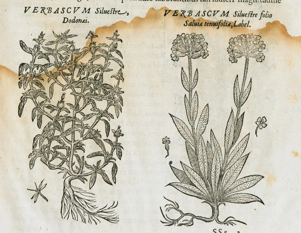 An illustration from Historia generalis plantarum : in libros XVIII per certas classes artificiose digesta, Haec plusquam mille imaginibus plantarum locupletior superioribus, omnes propemodum quae ab antiquis scriptoribus, Graecis, Latinis, Arabibus, nominantur: necnon eas quae in orientis atque Occidentis partibus, ante seculum nostrum incognitis, repertae fuerunt, tibi exhibet ; habes etiam earundem plantarum peculiaria diversis nationibus nomina: habes amplas descriptiones, è quibus singularum genus, formam, ubi crescant et quo tempore vigeant, natiorum temperamentum, vires denique in Medicina proprias cognosces., 1586, leaf 211