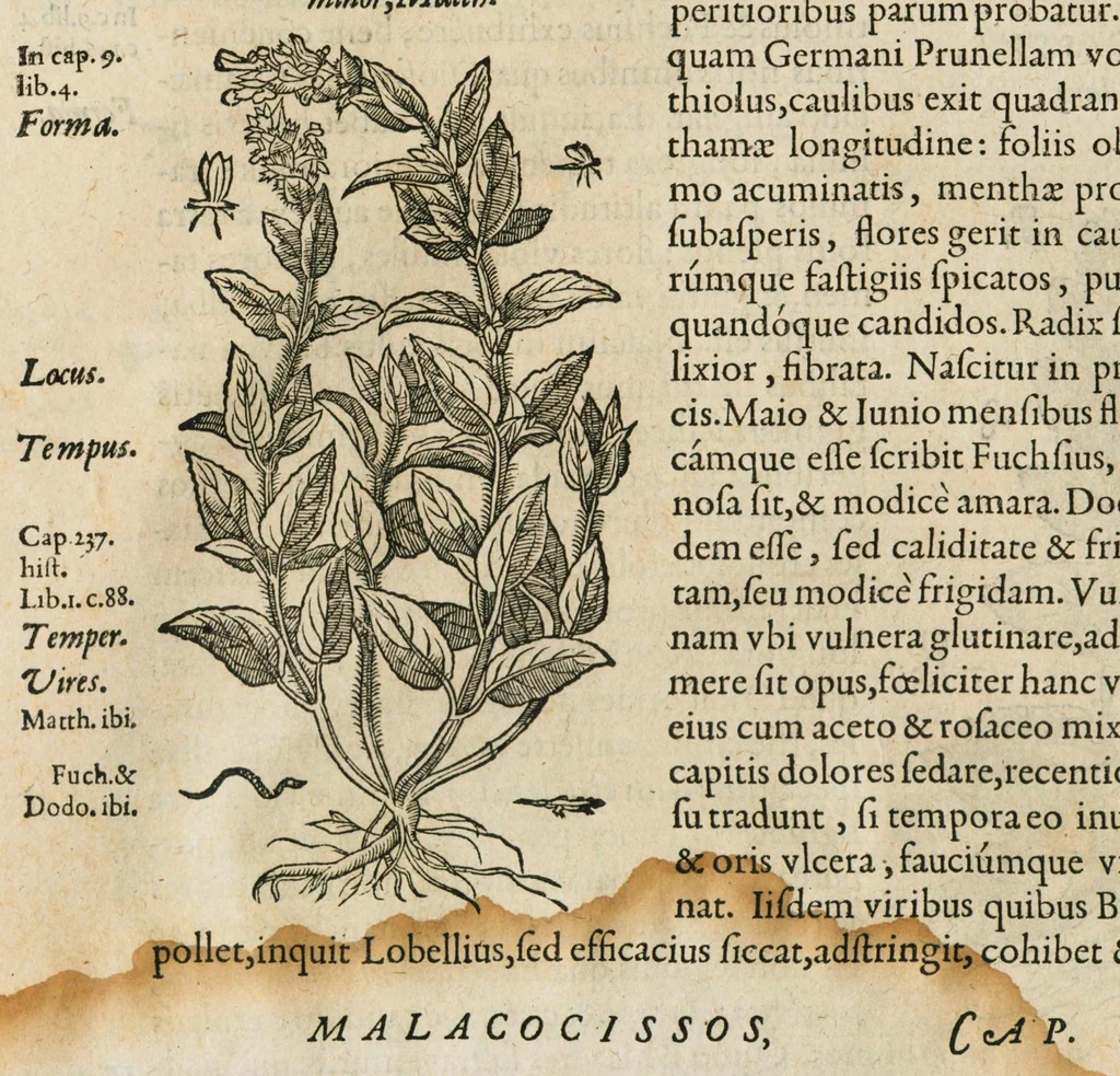 An illustration from Historia generalis plantarum : in libros XVIII per certas classes artificiose digesta, Haec plusquam mille imaginibus plantarum locupletior superioribus, omnes propemodum quae ab antiquis scriptoribus, Graecis, Latinis, Arabibus, nominantur: necnon eas quae in orientis atque Occidentis partibus, ante seculum nostrum incognitis, repertae fuerunt, tibi exhibet ; habes etiam earundem plantarum peculiaria diversis nationibus nomina: habes amplas descriptiones, è quibus singularum genus, formam, ubi crescant et quo tempore vigeant, natiorum temperamentum, vires denique in Medicina proprias cognosces., 1586, leaf 220