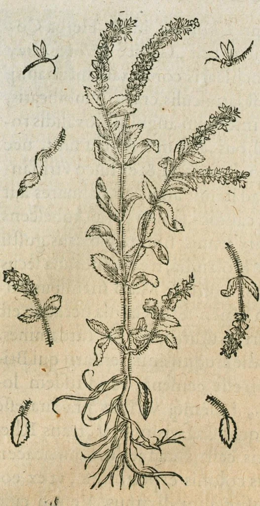 An illustration from Historia generalis plantarum : in libros XVIII per certas classes artificiose digesta, Haec plusquam mille imaginibus plantarum locupletior superioribus, omnes propemodum quae ab antiquis scriptoribus, Graecis, Latinis, Arabibus, nominantur: necnon eas quae in orientis atque Occidentis partibus, ante seculum nostrum incognitis, repertae fuerunt, tibi exhibet ; habes etiam earundem plantarum peculiaria diversis nationibus nomina: habes amplas descriptiones, è quibus singularum genus, formam, ubi crescant et quo tempore vigeant, natiorum temperamentum, vires denique in Medicina proprias cognosces., 1586, leaf 229