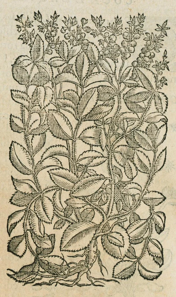 An illustration from Historia generalis plantarum : in libros XVIII per certas classes artificiose digesta, Haec plusquam mille imaginibus plantarum locupletior superioribus, omnes propemodum quae ab antiquis scriptoribus, Graecis, Latinis, Arabibus, nominantur: necnon eas quae in orientis atque Occidentis partibus, ante seculum nostrum incognitis, repertae fuerunt, tibi exhibet ; habes etiam earundem plantarum peculiaria diversis nationibus nomina: habes amplas descriptiones, è quibus singularum genus, formam, ubi crescant et quo tempore vigeant, natiorum temperamentum, vires denique in Medicina proprias cognosces., 1586, leaf 229