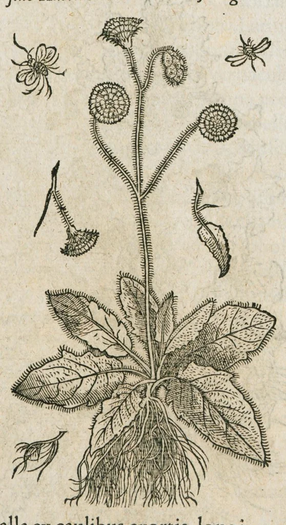 An illustration from Historia generalis plantarum : in libros XVIII per certas classes artificiose digesta, Haec plusquam mille imaginibus plantarum locupletior superioribus, omnes propemodum quae ab antiquis scriptoribus, Graecis, Latinis, Arabibus, nominantur: necnon eas quae in orientis atque Occidentis partibus, ante seculum nostrum incognitis, repertae fuerunt, tibi exhibet ; habes etiam earundem plantarum peculiaria diversis nationibus nomina: habes amplas descriptiones, è quibus singularum genus, formam, ubi crescant et quo tempore vigeant, natiorum temperamentum, vires denique in Medicina proprias cognosces., 1586, leaf 238