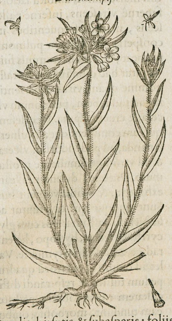 An illustration from Historia generalis plantarum : in libros XVIII per certas classes artificiose digesta, Haec plusquam mille imaginibus plantarum locupletior superioribus, omnes propemodum quae ab antiquis scriptoribus, Graecis, Latinis, Arabibus, nominantur: necnon eas quae in orientis atque Occidentis partibus, ante seculum nostrum incognitis, repertae fuerunt, tibi exhibet ; habes etiam earundem plantarum peculiaria diversis nationibus nomina: habes amplas descriptiones, è quibus singularum genus, formam, ubi crescant et quo tempore vigeant, natiorum temperamentum, vires denique in Medicina proprias cognosces., 1586, leaf 238