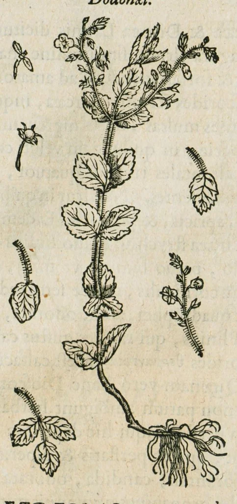 An illustration from Historia generalis plantarum : in libros XVIII per certas classes artificiose digesta, Haec plusquam mille imaginibus plantarum locupletior superioribus, omnes propemodum quae ab antiquis scriptoribus, Graecis, Latinis, Arabibus, nominantur: necnon eas quae in orientis atque Occidentis partibus, ante seculum nostrum incognitis, repertae fuerunt, tibi exhibet ; habes etiam earundem plantarum peculiaria diversis nationibus nomina: habes amplas descriptiones, è quibus singularum genus, formam, ubi crescant et quo tempore vigeant, natiorum temperamentum, vires denique in Medicina proprias cognosces., 1586, leaf 247