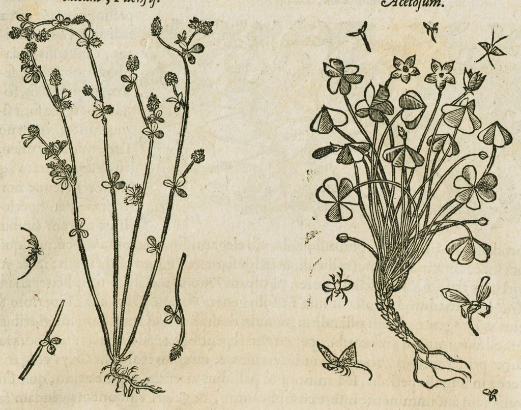 An illustration from Historia generalis plantarum : in libros XVIII per certas classes artificiose digesta, Haec plusquam mille imaginibus plantarum locupletior superioribus, omnes propemodum quae ab antiquis scriptoribus, Graecis, Latinis, Arabibus, nominantur: necnon eas quae in orientis atque Occidentis partibus, ante seculum nostrum incognitis, repertae fuerunt, tibi exhibet ; habes etiam earundem plantarum peculiaria diversis nationibus nomina: habes amplas descriptiones, è quibus singularum genus, formam, ubi crescant et quo tempore vigeant, natiorum temperamentum, vires denique in Medicina proprias cognosces., 1586, leaf 265