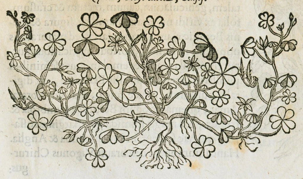 An illustration from Historia generalis plantarum : in libros XVIII per certas classes artificiose digesta, Haec plusquam mille imaginibus plantarum locupletior superioribus, omnes propemodum quae ab antiquis scriptoribus, Graecis, Latinis, Arabibus, nominantur: necnon eas quae in orientis atque Occidentis partibus, ante seculum nostrum incognitis, repertae fuerunt, tibi exhibet ; habes etiam earundem plantarum peculiaria diversis nationibus nomina: habes amplas descriptiones, è quibus singularum genus, formam, ubi crescant et quo tempore vigeant, natiorum temperamentum, vires denique in Medicina proprias cognosces., 1586, leaf 265