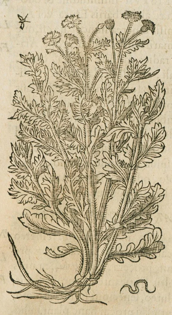 An illustration from Historia generalis plantarum : in libros XVIII per certas classes artificiose digesta, Haec plusquam mille imaginibus plantarum locupletior superioribus, omnes propemodum quae ab antiquis scriptoribus, Graecis, Latinis, Arabibus, nominantur: necnon eas quae in orientis atque Occidentis partibus, ante seculum nostrum incognitis, repertae fuerunt, tibi exhibet ; habes etiam earundem plantarum peculiaria diversis nationibus nomina: habes amplas descriptiones, è quibus singularum genus, formam, ubi crescant et quo tempore vigeant, natiorum temperamentum, vires denique in Medicina proprias cognosces., 1586, leaf 294