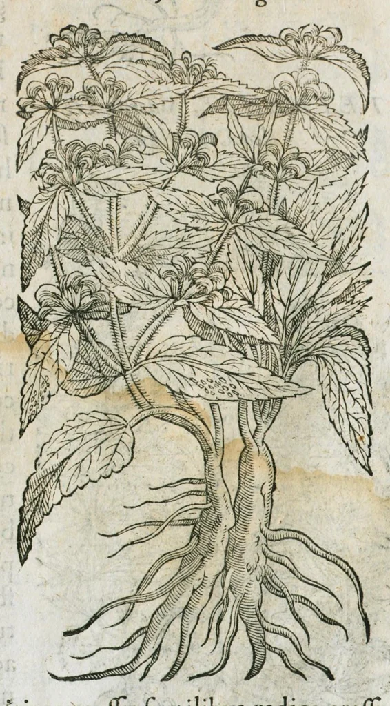 An illustration from Historia generalis plantarum : in libros XVIII per certas classes artificiose digesta, Haec plusquam mille imaginibus plantarum locupletior superioribus, omnes propemodum quae ab antiquis scriptoribus, Graecis, Latinis, Arabibus, nominantur: necnon eas quae in orientis atque Occidentis partibus, ante seculum nostrum incognitis, repertae fuerunt, tibi exhibet ; habes etiam earundem plantarum peculiaria diversis nationibus nomina: habes amplas descriptiones, è quibus singularum genus, formam, ubi crescant et quo tempore vigeant, natiorum temperamentum, vires denique in Medicina proprias cognosces., 1586, leaf 30