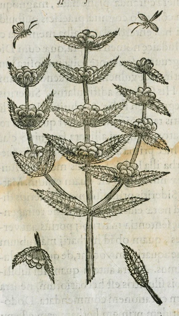 An illustration from Historia generalis plantarum : in libros XVIII per certas classes artificiose digesta, Haec plusquam mille imaginibus plantarum locupletior superioribus, omnes propemodum quae ab antiquis scriptoribus, Graecis, Latinis, Arabibus, nominantur: necnon eas quae in orientis atque Occidentis partibus, ante seculum nostrum incognitis, repertae fuerunt, tibi exhibet ; habes etiam earundem plantarum peculiaria diversis nationibus nomina: habes amplas descriptiones, è quibus singularum genus, formam, ubi crescant et quo tempore vigeant, natiorum temperamentum, vires denique in Medicina proprias cognosces., 1586, leaf 30