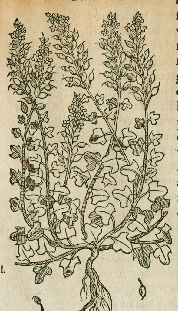 An illustration from Historia generalis plantarum : in libros XVIII per certas classes artificiose digesta, Haec plusquam mille imaginibus plantarum locupletior superioribus, omnes propemodum quae ab antiquis scriptoribus, Graecis, Latinis, Arabibus, nominantur: necnon eas quae in orientis atque Occidentis partibus, ante seculum nostrum incognitis, repertae fuerunt, tibi exhibet ; habes etiam earundem plantarum peculiaria diversis nationibus nomina: habes amplas descriptiones, è quibus singularum genus, formam, ubi crescant et quo tempore vigeant, natiorum temperamentum, vires denique in Medicina proprias cognosces., 1586, leaf 330