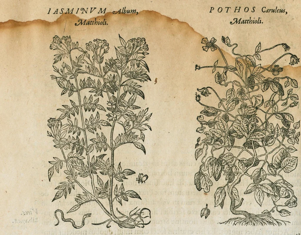 An illustration from Historia generalis plantarum : in libros XVIII per certas classes artificiose digesta, Haec plusquam mille imaginibus plantarum locupletior superioribus, omnes propemodum quae ab antiquis scriptoribus, Graecis, Latinis, Arabibus, nominantur: necnon eas quae in orientis atque Occidentis partibus, ante seculum nostrum incognitis, repertae fuerunt, tibi exhibet ; habes etiam earundem plantarum peculiaria diversis nationibus nomina: habes amplas descriptiones, è quibus singularum genus, formam, ubi crescant et quo tempore vigeant, natiorum temperamentum, vires denique in Medicina proprias cognosces., 1586, leaf 340