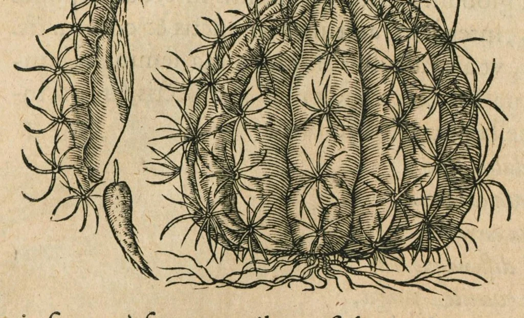 An illustration from Historia generalis plantarum : in libros XVIII per certas classes artificiose digesta, Haec plusquam mille imaginibus plantarum locupletior superioribus, omnes propemodum quae ab antiquis scriptoribus, Graecis, Latinis, Arabibus, nominantur: necnon eas quae in orientis atque Occidentis partibus, ante seculum nostrum incognitis, repertae fuerunt, tibi exhibet ; habes etiam earundem plantarum peculiaria diversis nationibus nomina: habes amplas descriptiones, è quibus singularum genus, formam, ubi crescant et quo tempore vigeant, natiorum temperamentum, vires denique in Medicina proprias cognosces., 1586, leaf 352