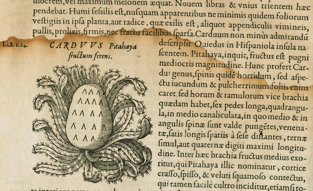 An illustration from Historia generalis plantarum : in libros XVIII per certas classes artificiose digesta, Haec plusquam mille imaginibus plantarum locupletior superioribus, omnes propemodum quae ab antiquis scriptoribus, Graecis, Latinis, Arabibus, nominantur: necnon eas quae in orientis atque Occidentis partibus, ante seculum nostrum incognitis, repertae fuerunt, tibi exhibet ; habes etiam earundem plantarum peculiaria diversis nationibus nomina: habes amplas descriptiones, è quibus singularum genus, formam, ubi crescant et quo tempore vigeant, natiorum temperamentum, vires denique in Medicina proprias cognosces., 1586, leaf 352