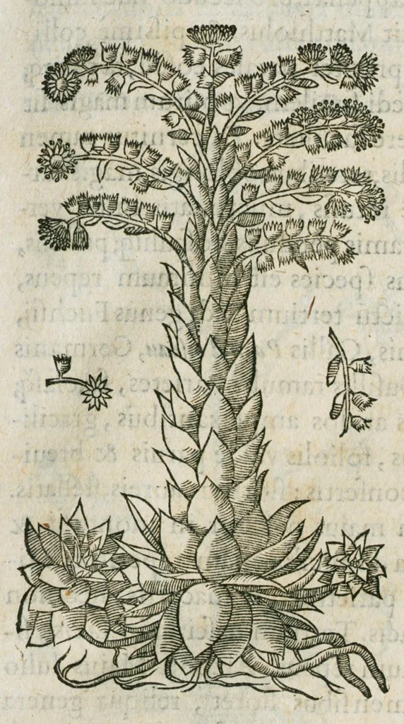 An illustration from Historia generalis plantarum : in libros XVIII per certas classes artificiose digesta, Haec plusquam mille imaginibus plantarum locupletior superioribus, omnes propemodum quae ab antiquis scriptoribus, Graecis, Latinis, Arabibus, nominantur: necnon eas quae in orientis atque Occidentis partibus, ante seculum nostrum incognitis, repertae fuerunt, tibi exhibet ; habes etiam earundem plantarum peculiaria diversis nationibus nomina: habes amplas descriptiones, è quibus singularum genus, formam, ubi crescant et quo tempore vigeant, natiorum temperamentum, vires denique in Medicina proprias cognosces., 1586, leaf 39