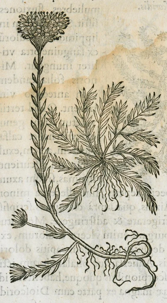 An illustration from Historia generalis plantarum : in libros XVIII per certas classes artificiose digesta, Haec plusquam mille imaginibus plantarum locupletior superioribus, omnes propemodum quae ab antiquis scriptoribus, Graecis, Latinis, Arabibus, nominantur: necnon eas quae in orientis atque Occidentis partibus, ante seculum nostrum incognitis, repertae fuerunt, tibi exhibet ; habes etiam earundem plantarum peculiaria diversis nationibus nomina: habes amplas descriptiones, è quibus singularum genus, formam, ubi crescant et quo tempore vigeant, natiorum temperamentum, vires denique in Medicina proprias cognosces., 1586, leaf 39