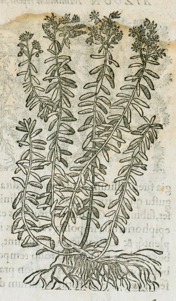 An illustration from Historia generalis plantarum : in libros XVIII per certas classes artificiose digesta, Haec plusquam mille imaginibus plantarum locupletior superioribus, omnes propemodum quae ab antiquis scriptoribus, Graecis, Latinis, Arabibus, nominantur: necnon eas quae in orientis atque Occidentis partibus, ante seculum nostrum incognitis, repertae fuerunt, tibi exhibet ; habes etiam earundem plantarum peculiaria diversis nationibus nomina: habes amplas descriptiones, è quibus singularum genus, formam, ubi crescant et quo tempore vigeant, natiorum temperamentum, vires denique in Medicina proprias cognosces., 1586, leaf 39